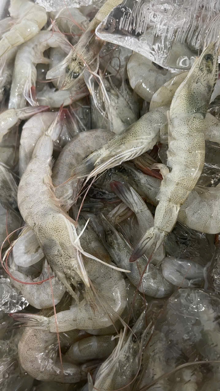 IMG_1762743473374_1762831821092